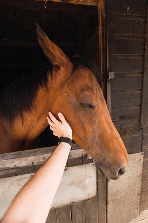 Person petting chestnut horse in wooden stable