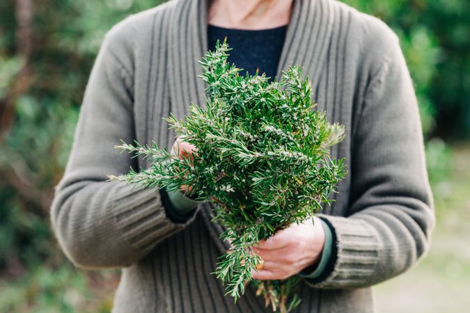 Crop woman with bunch of rosemary