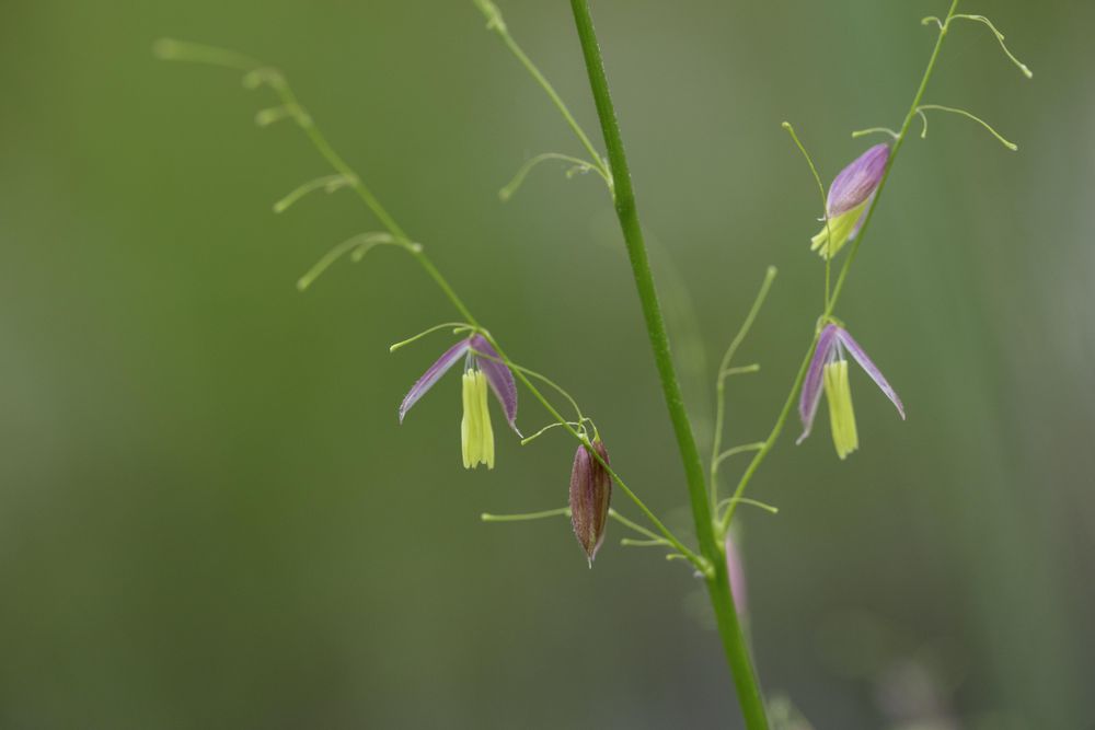 Purple wild rice on green blurry background