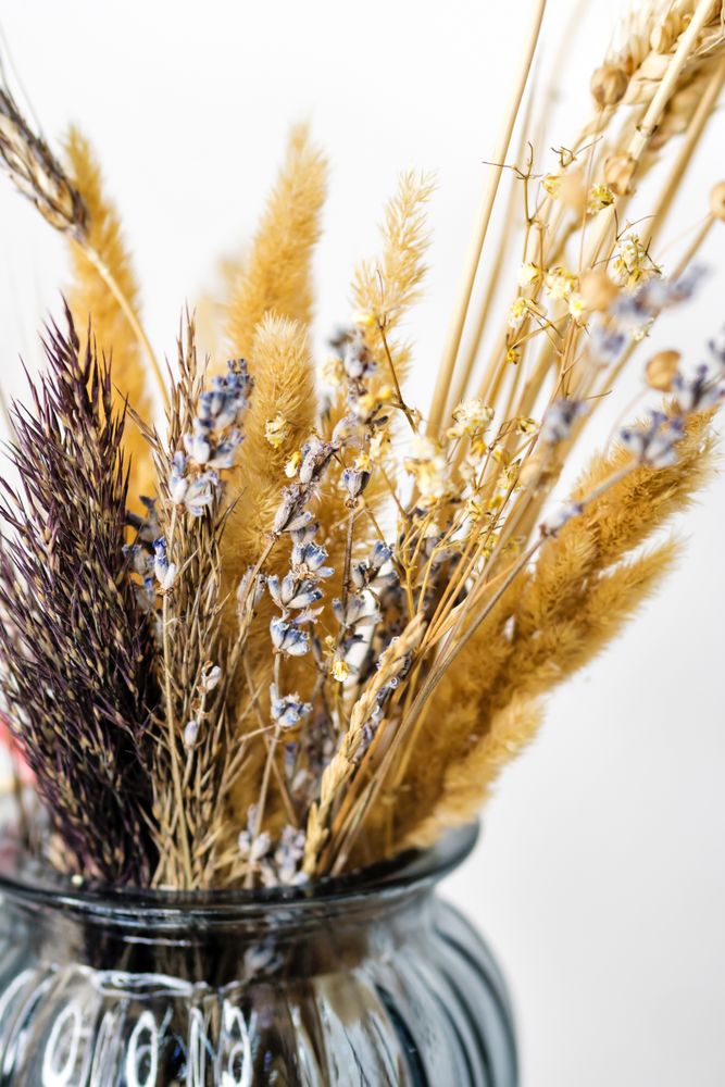 Dried flowers, still life for drawing.