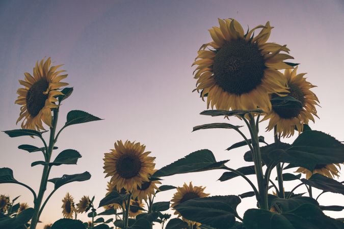 Sunflowers on background of blue sky