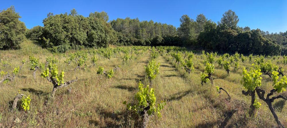 Panoramic photo of backwoods vineyard in Côtes De Provence, France