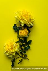 Yellow roses on yellow background 4MGDX1