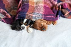 Two cavalier spaniels sleeping under purple blanket