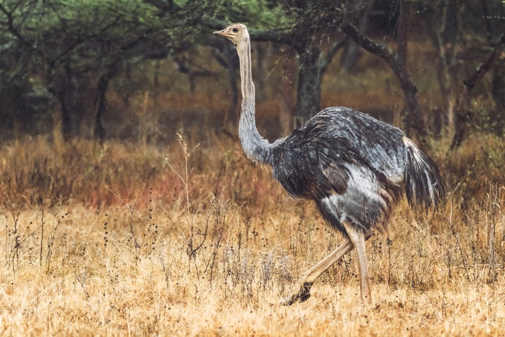 Herd of wild ostriches standing in dry grass of wonderful savanna in national park in Ethiopia