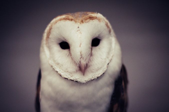 Owl portrait