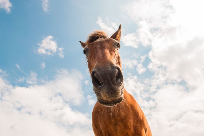from below view of crop brown horse head in a cloudy background