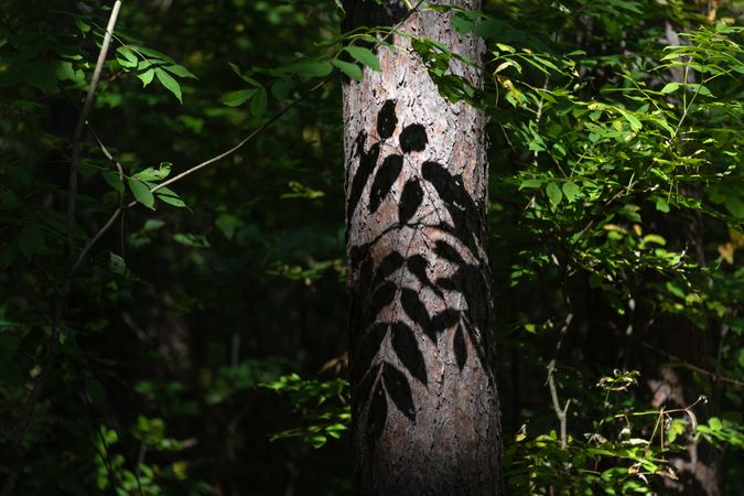 Tree trunk with shadows of leaves