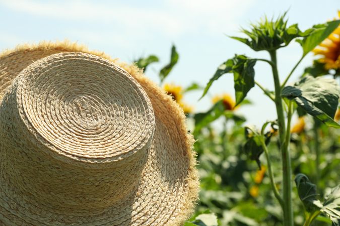 Straw hat and sunflower field. Farming. Autumn harvest