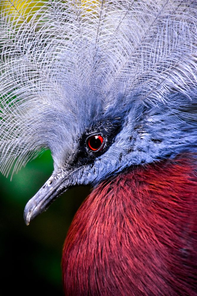 Illustration of Victoria crowned pigeon