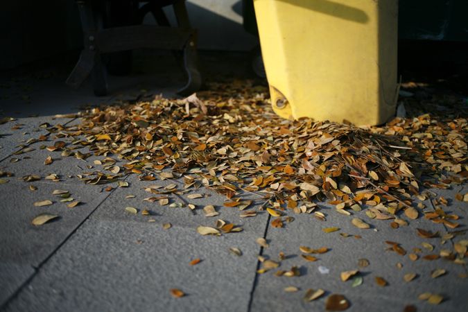 Bottom of garbage surrounded with fall leaves