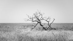Dead tree between meadow