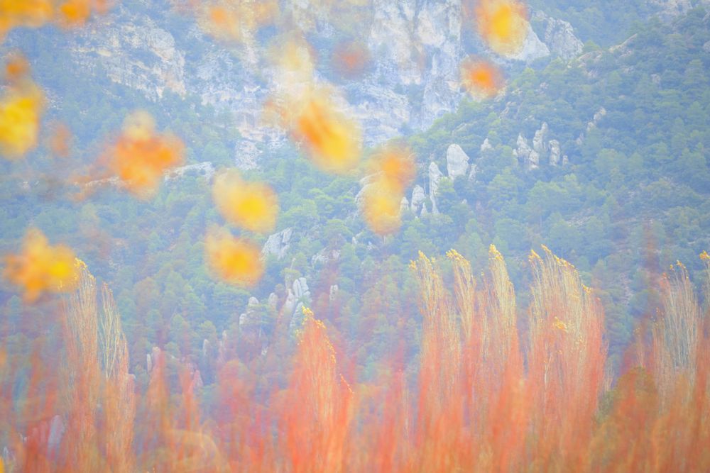 Blurred trees in forest
