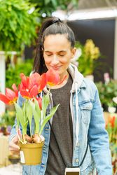 Cheerful Hispanic woman with potted tulips