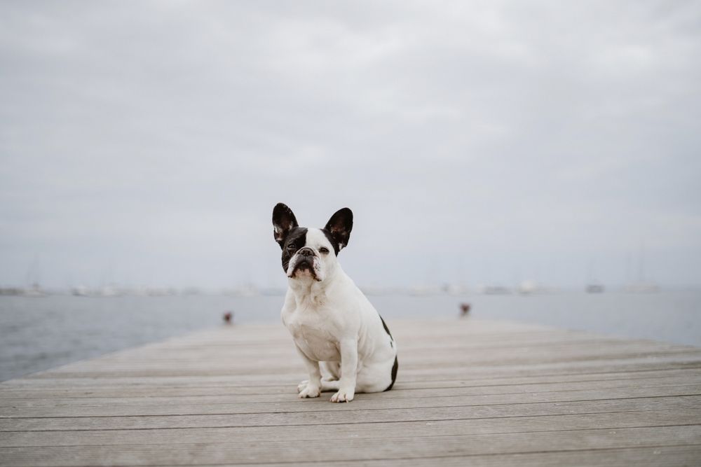Cute dog on pier near sea