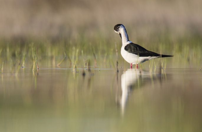 Wild bird walking on water