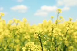 Beautiful rapeseed field. Amazing spring nature. Photo outdoor