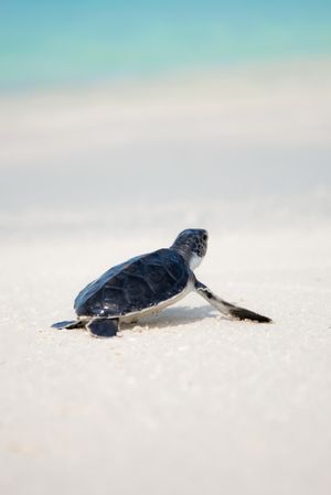 Baby sea turtle on seashore