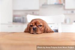 Cavalier spaniel looking tired at the dining table 41Jqgb