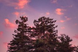 Top of tree at sunset