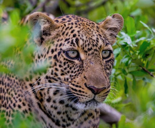 Leopard on green grass