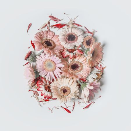 Pink pale flowers in circle shape