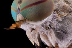 Fluffy head of fly with big colorful mesh eyes