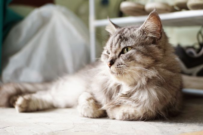 A cat is lying on the floor