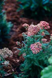 Pink flowers on green plant