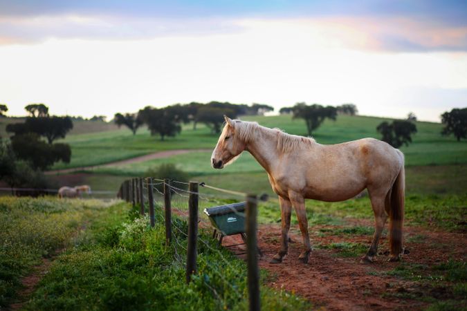 Beige horse on green grass field during daytime