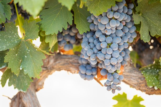 Vineyard with Lush, Ripe Wine Grapes on the Vine Ready for Harvest