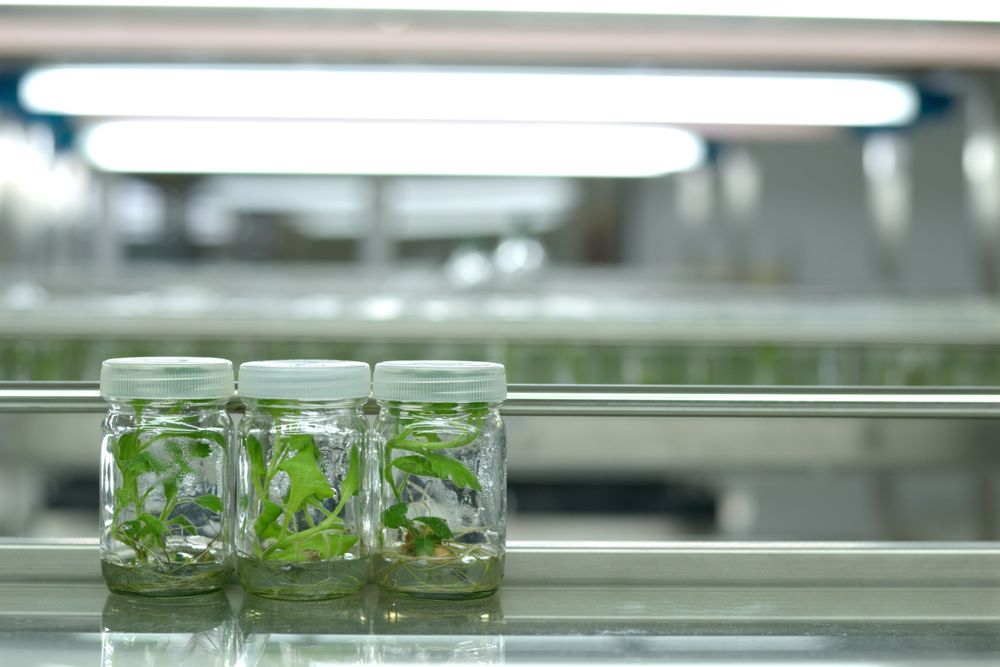 Plant tissue culture