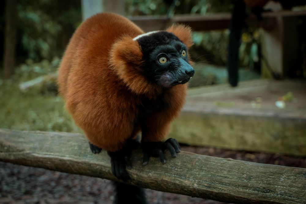 Brown new world monkey on brown wooden fence