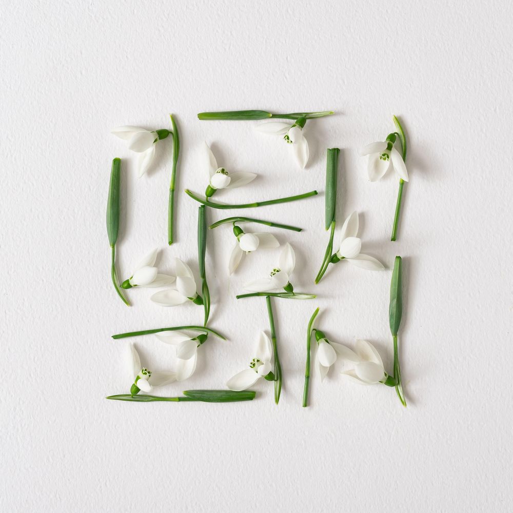 Snowdrop flowers square on light  paper