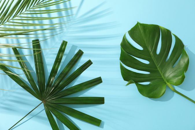 Different palm leaves on blue background, copy space