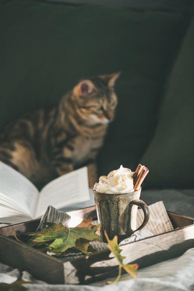 Mug Of Warm Drink Topped With Whipped Cream On Wooden Trey With Cat And Book In Background Noun Project