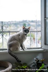 Tan cat sitting on windowsill 5Q8ee0