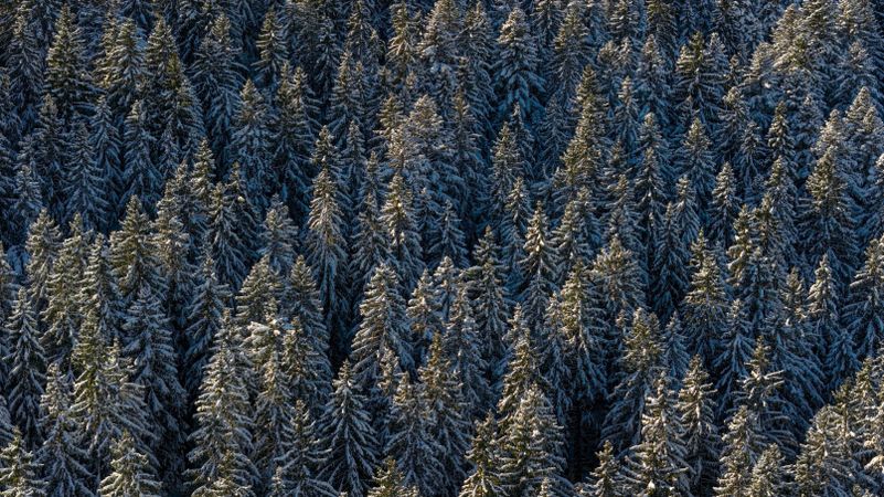Snowy trees in the German mountains, drone aerial view close-up