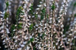 Calluna flowers outside
