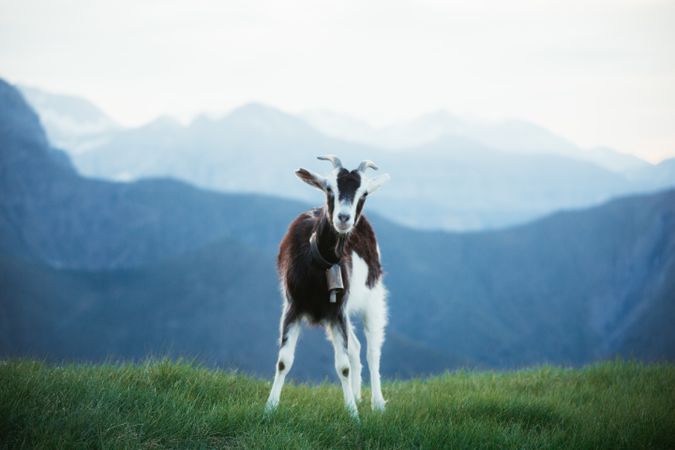 Goat grazing on meadow in Pyrenees mountains