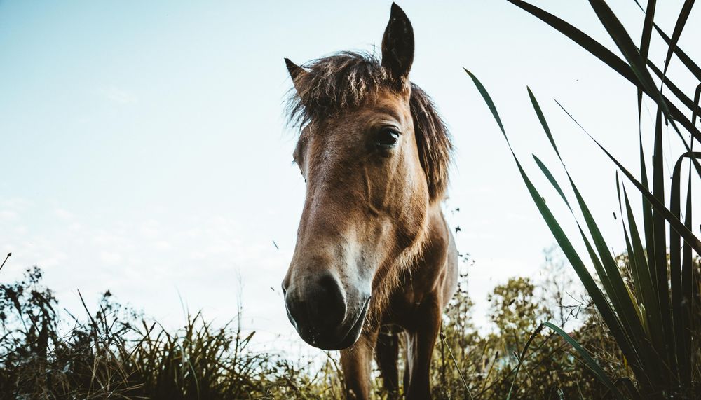 Brown horse on green grass field