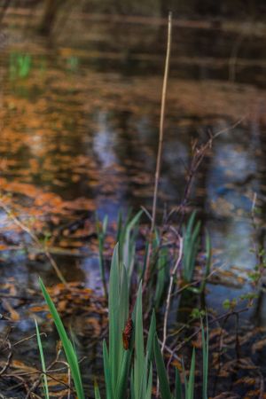 Bright green grass emerging from stagnant water