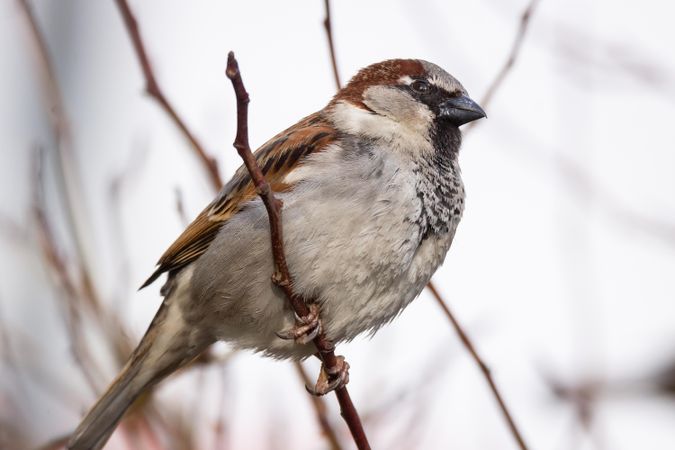 Sparrow on tree branch