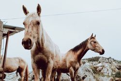 Horses pasturing on meadow