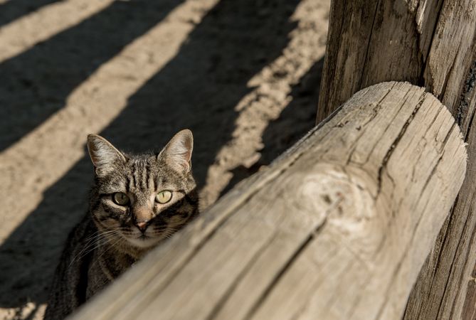 Cat near fence on ranch