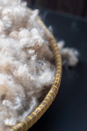 Kapok, tropical cotton fruit used for fiber and seed
