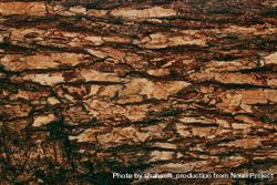 Texture of bark 0WBqPb