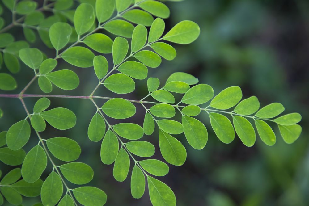 Drumstick tree, Herbal Green Moringa leaves tree background