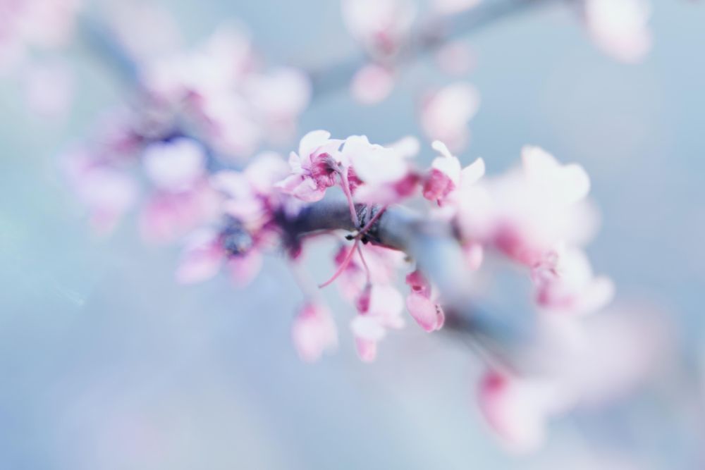 Close up of pink purple flowers on a branch