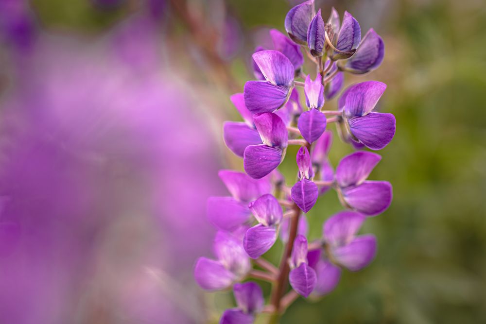 Close up of delicate petals on purple flower